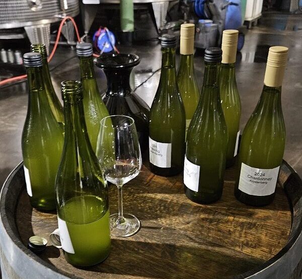 23. Jungweinprobe im Weingut Hauck in Bermersheim